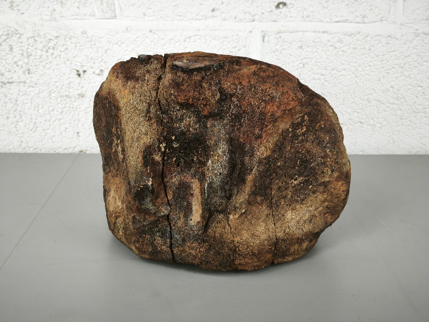 Fossilized whale vertebra