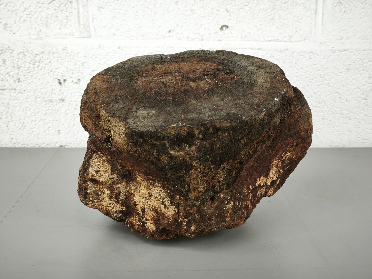 Fossilized whale vertebra