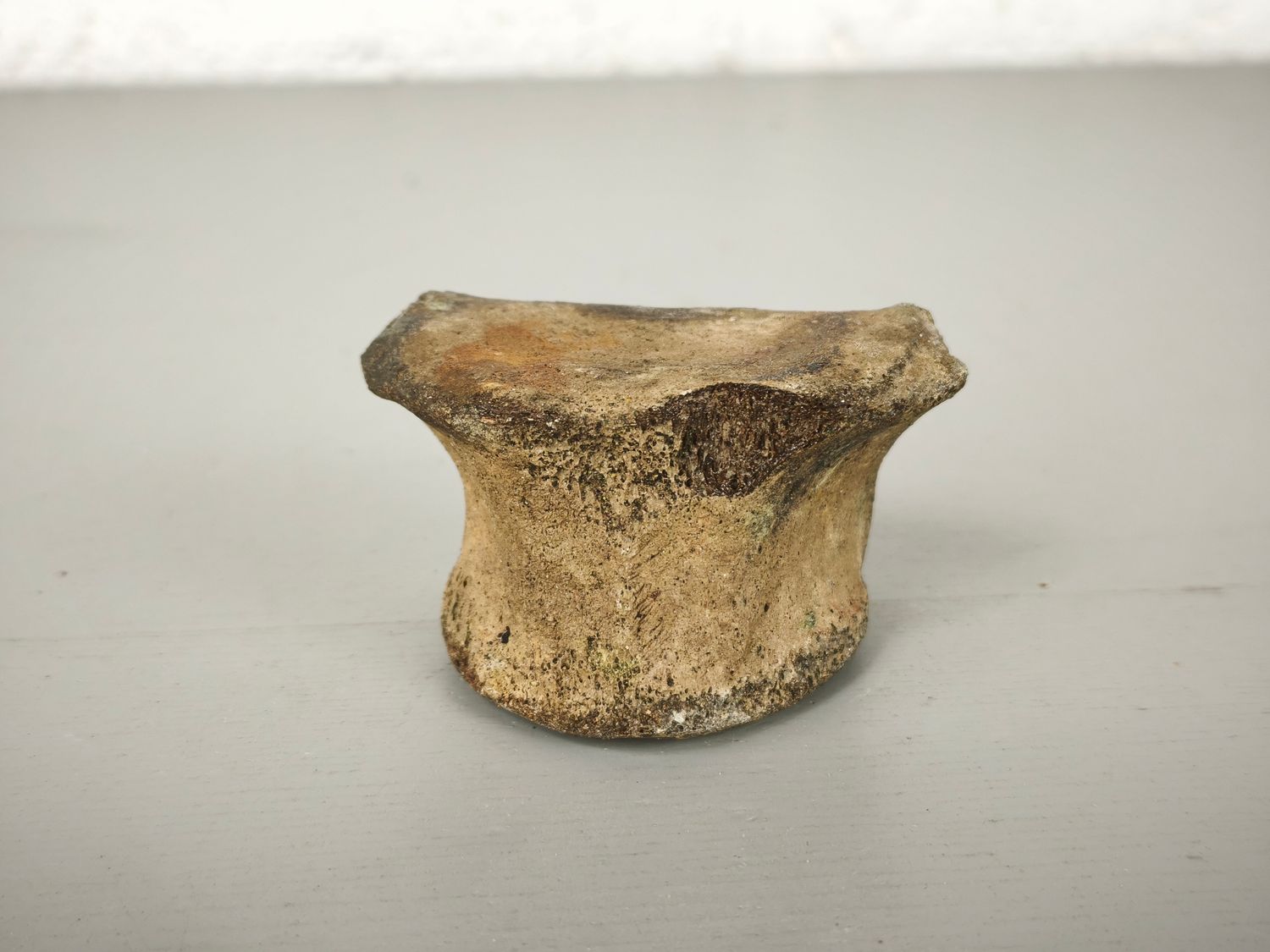 Fossilized whale vertebra