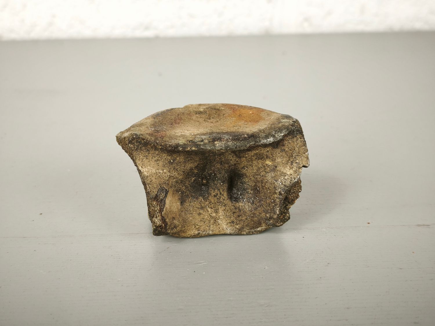 Fossilized whale vertebra