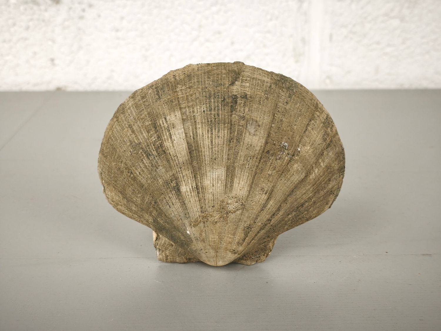 Fossilized shell
