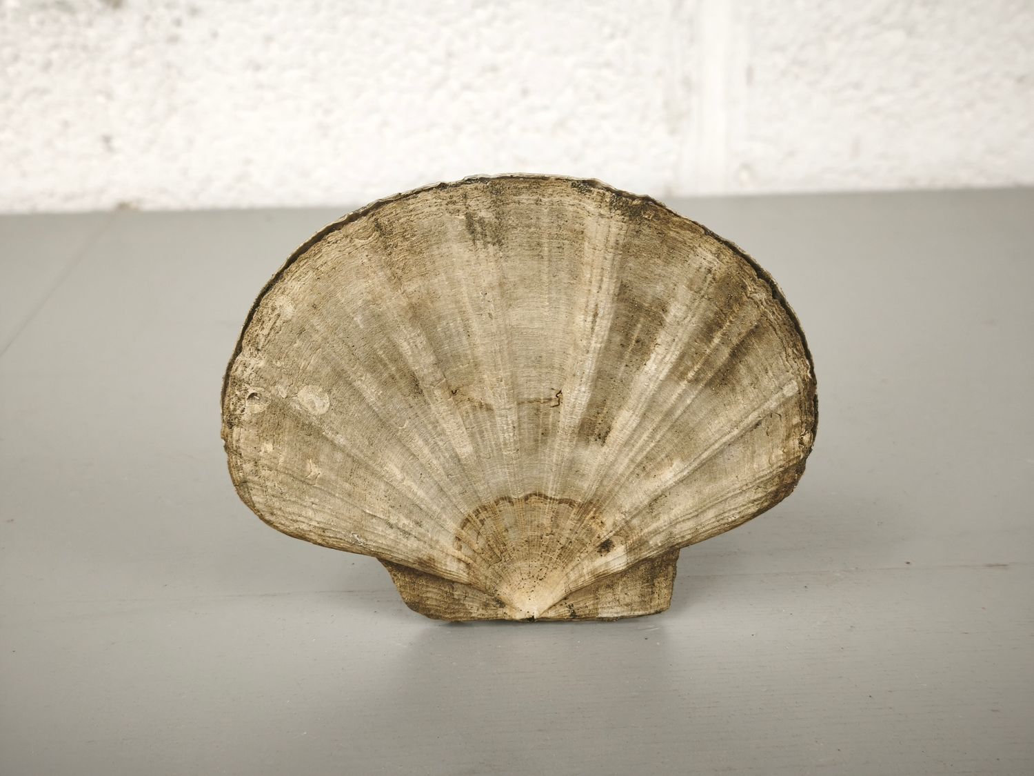 Fossilized shell