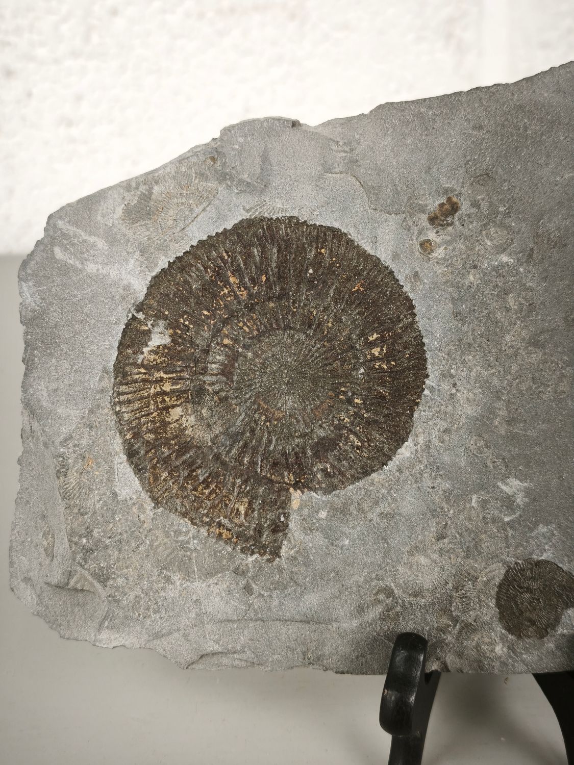 Stone with fossils