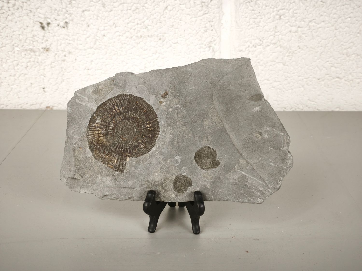 Stone with fossils