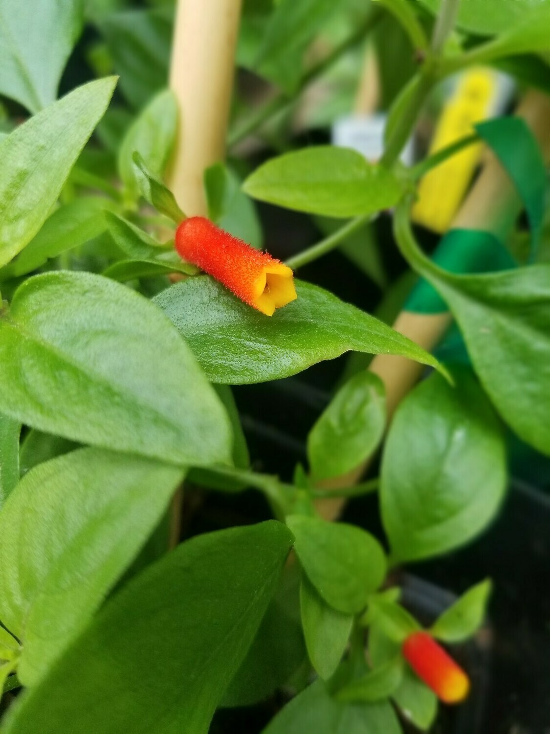 luteorubla Candy Corn Vine Quart