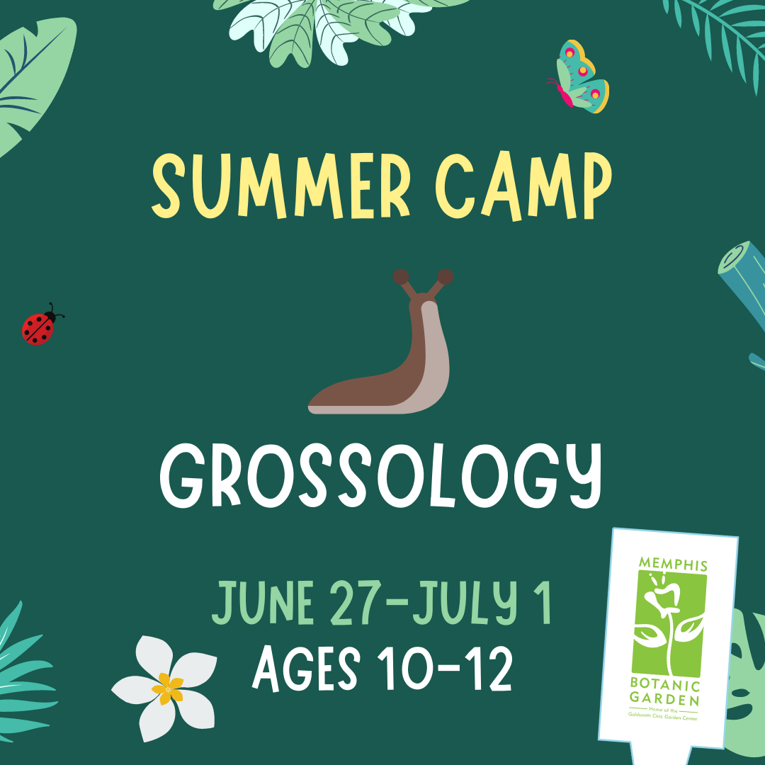 Summer Camp - Grossology June 27-July 1