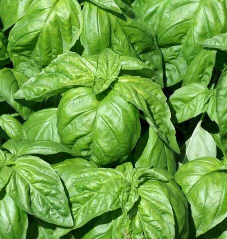 Splendor Garden - Org. Basil 15g