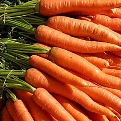 Carrots - Bunched