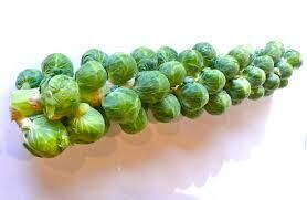 Brussel Sprout STALK