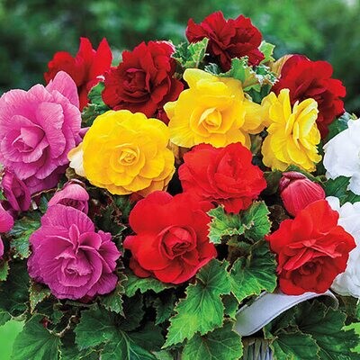 Begonia 10" Pots
