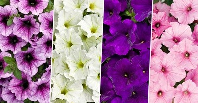 Petunia Supertunia - Hanging Baskets