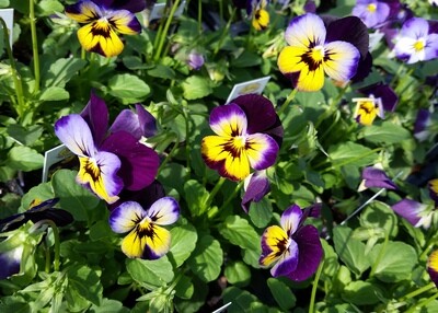 Viloa Flower - 4/pack