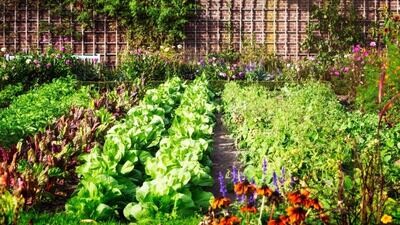 Vegetable/Herb Plants - 4/Packs