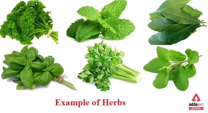 Herb Bunches