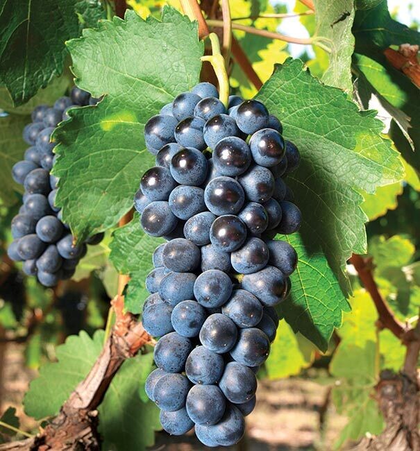 Bluegrapes Fredonia 1.5/ltr