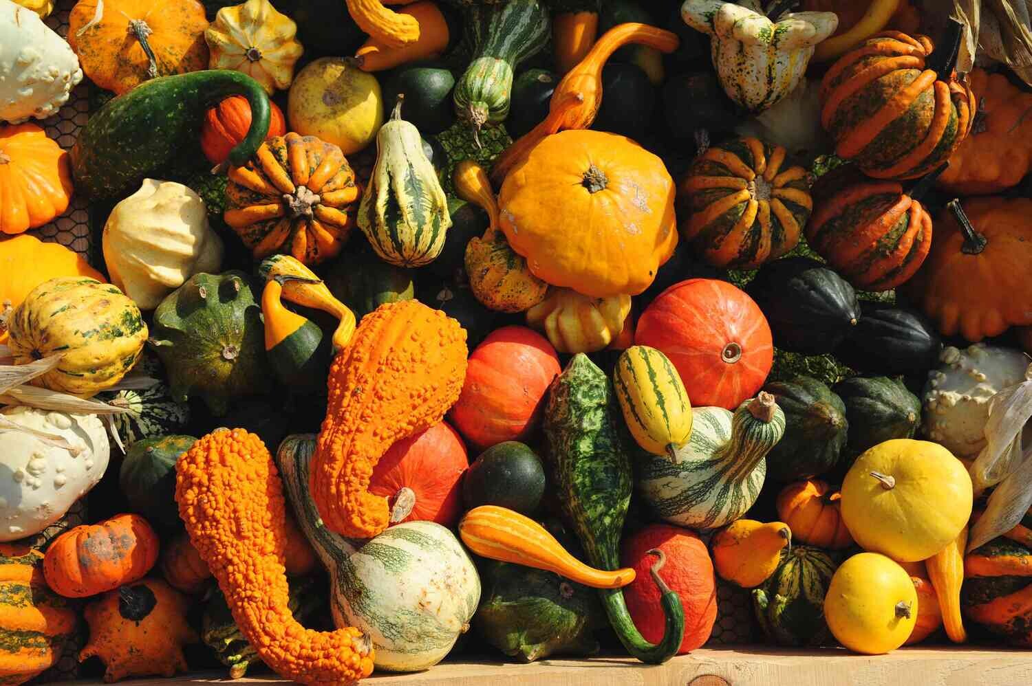 Gourds