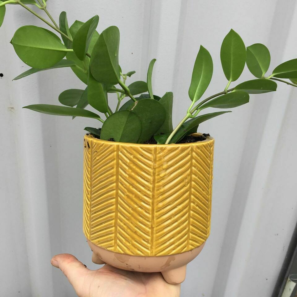 Zari planter, mustard (14cm)