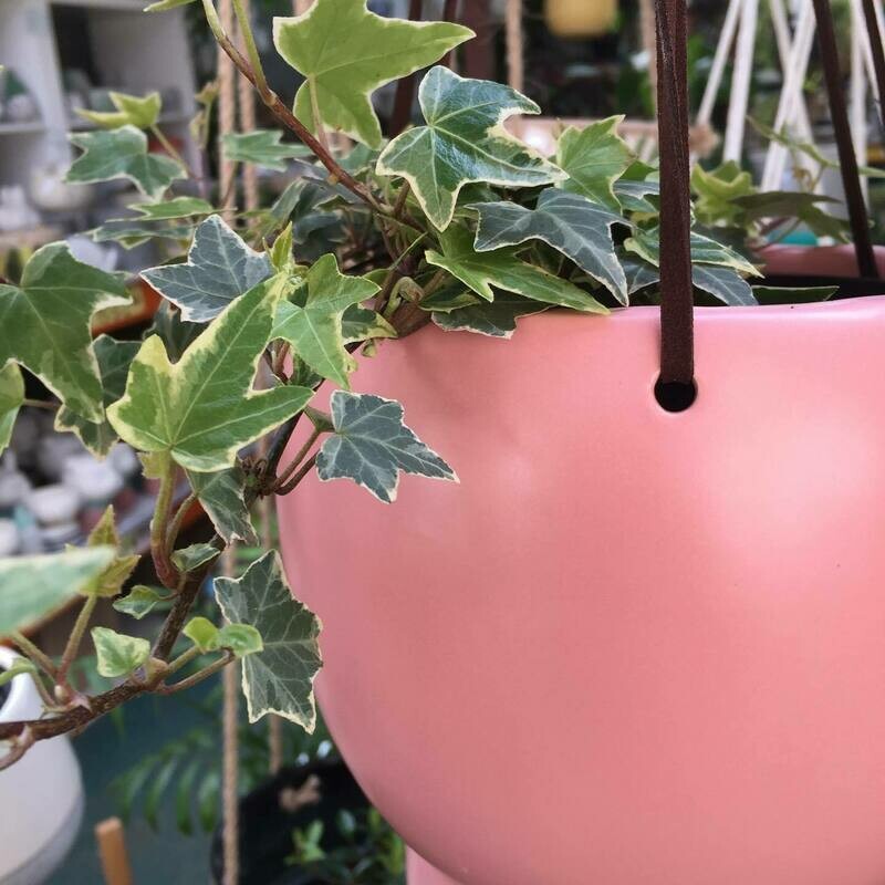 Hanging planter -Ball rose pink (small)