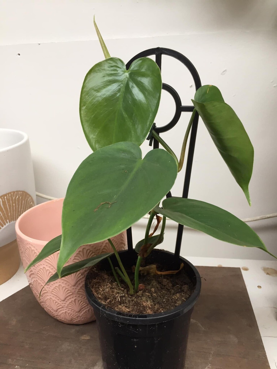 Heart leaf philodendron