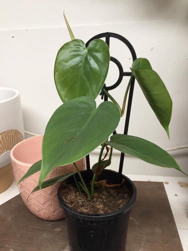 Heart leaf philodendron