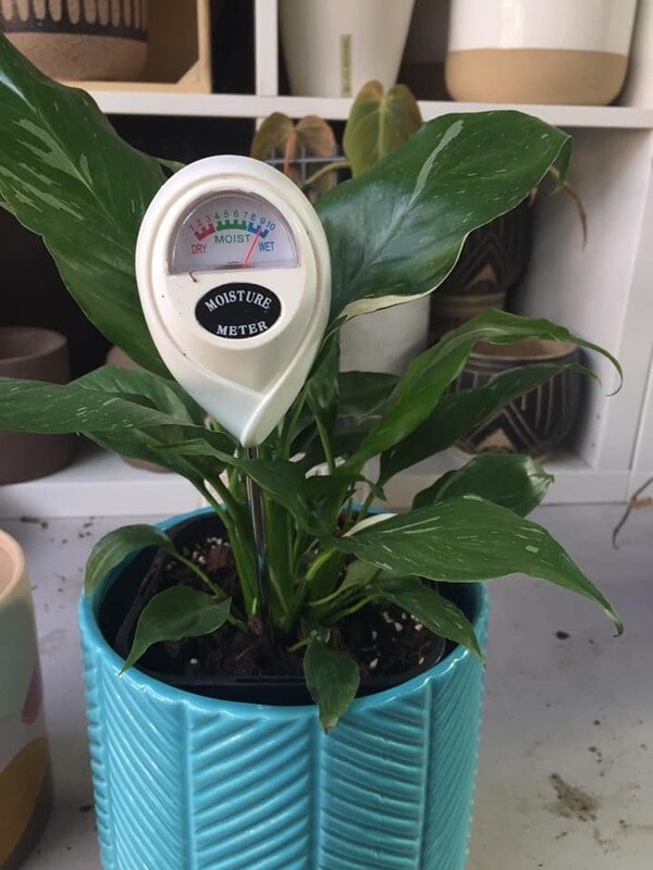 Moisture metre