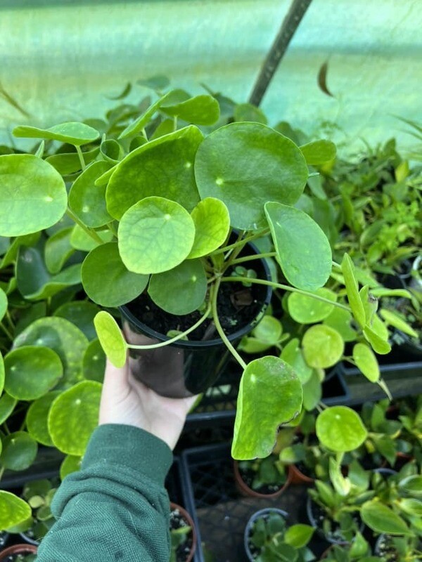 Chinese money plant - Pilea peperomioides