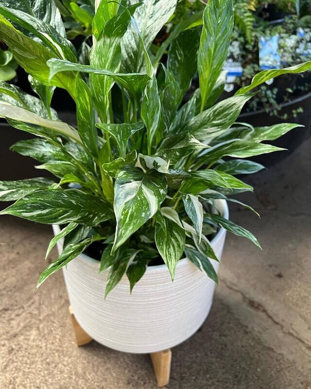 Rippled planter ; with stand large