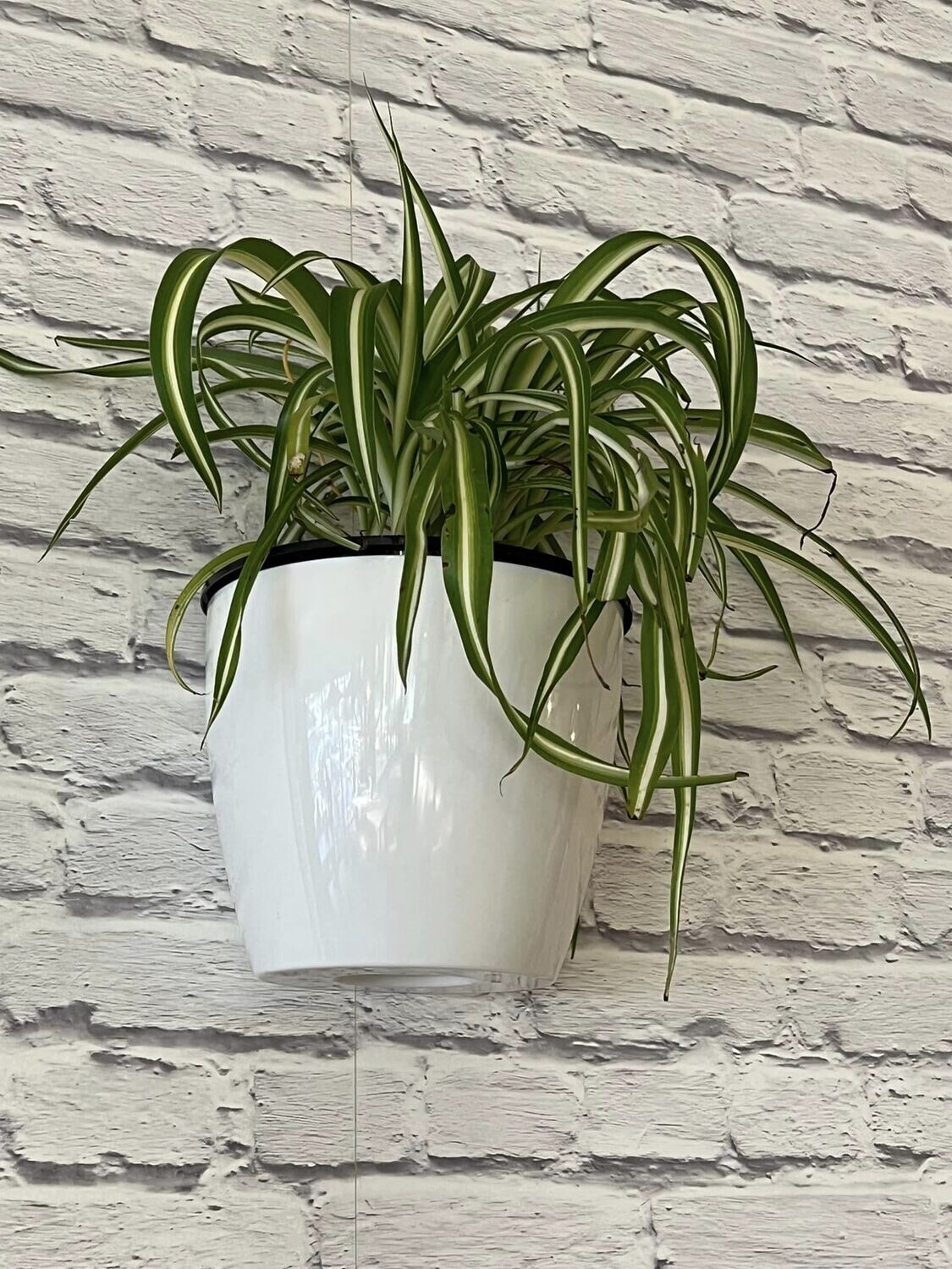 Wall planter , plastic