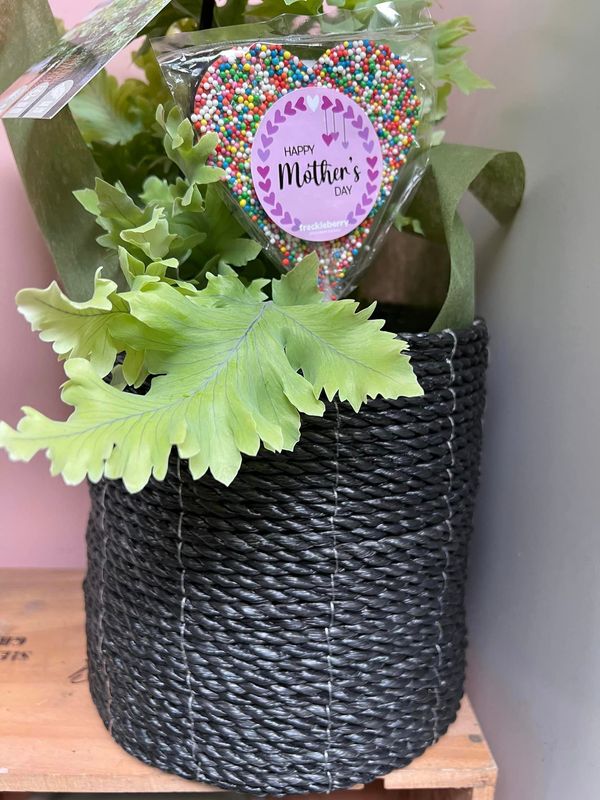 Plant lover's basket combo (large) with Davana fern