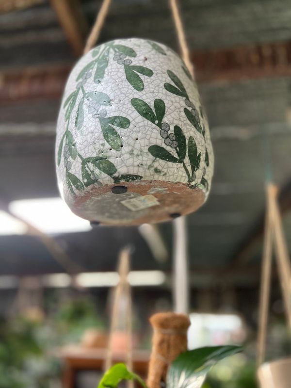 Hanging planter ; crackled, green leaves