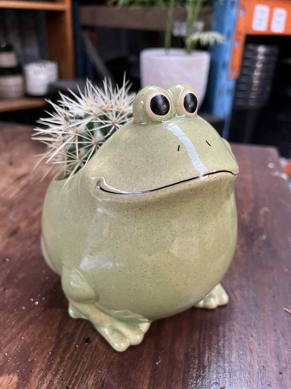 Frog and Barrel cactus combo