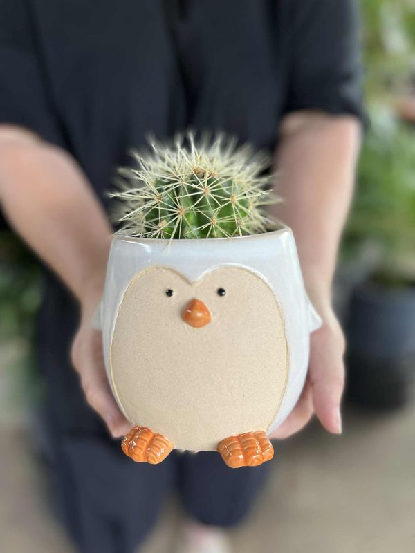 Penguin planter and barrel cactus