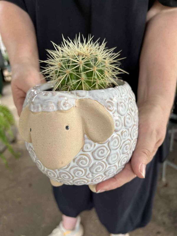 Woolly sheep and barrel cactus