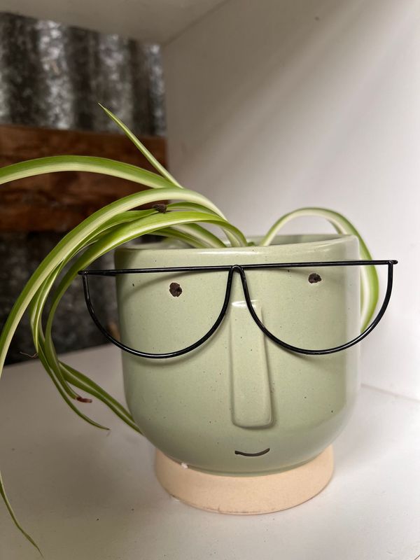 Wyatt Planter and spider plant Wyatt Planter and spider plant