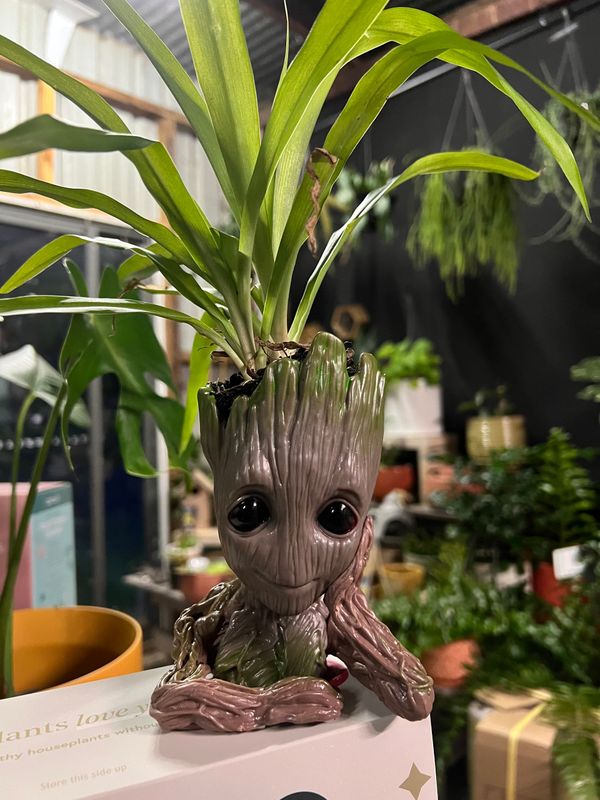 Baby Groot & spider plant Baby Groot & spider plant