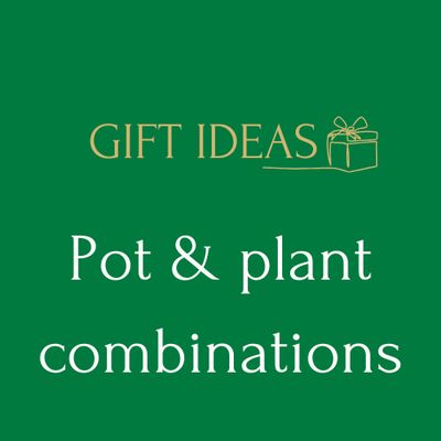Plant & pot combos