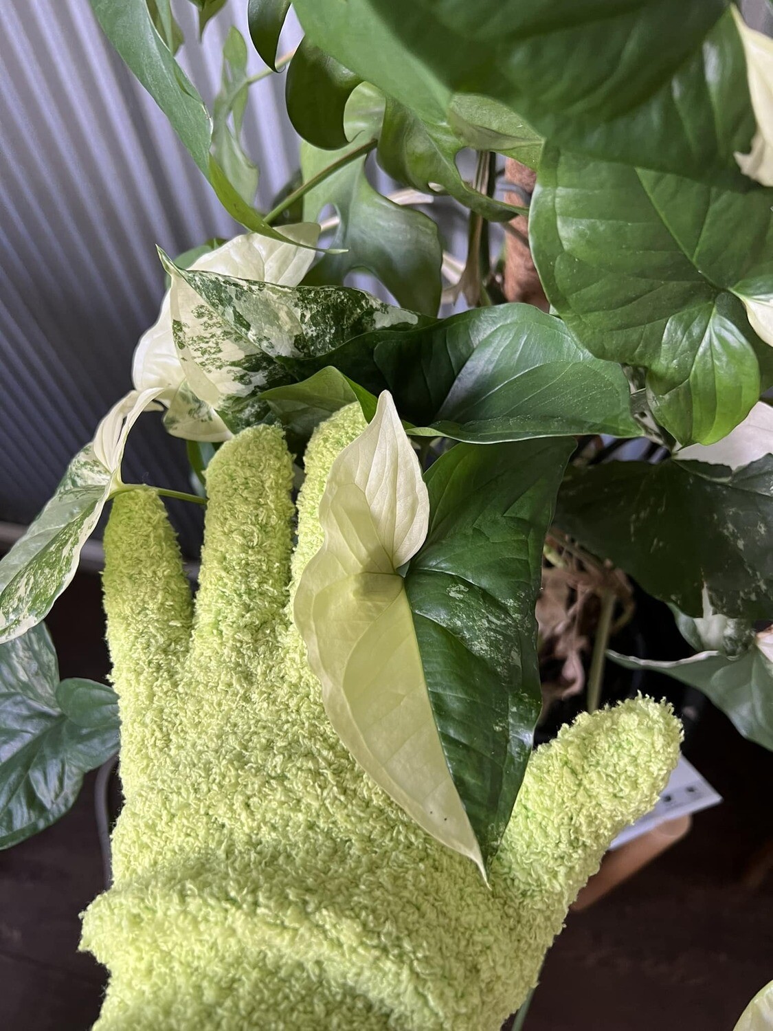 Leaf shine gloves - Green