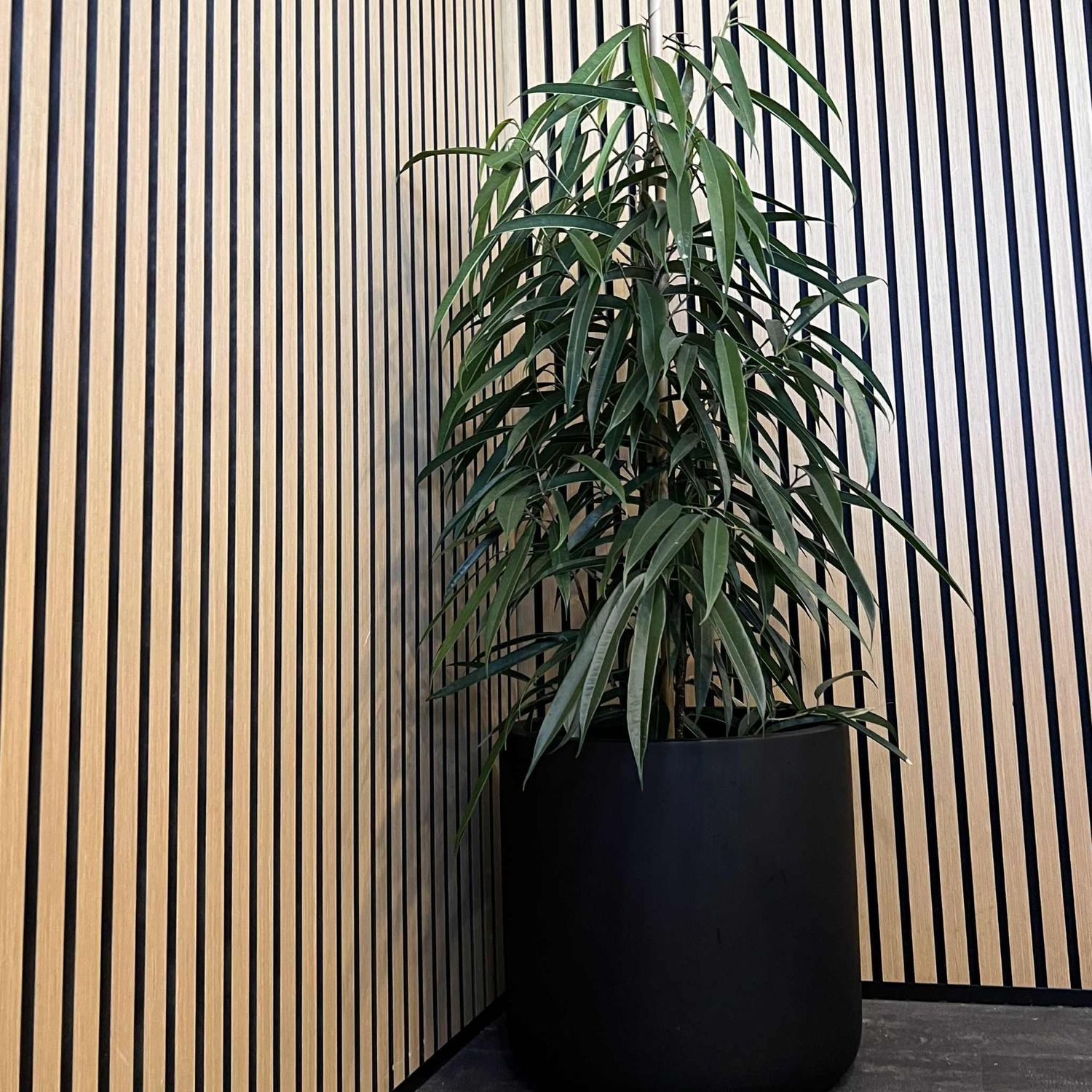 Ficus longifolia alii sabre (30cm pot)