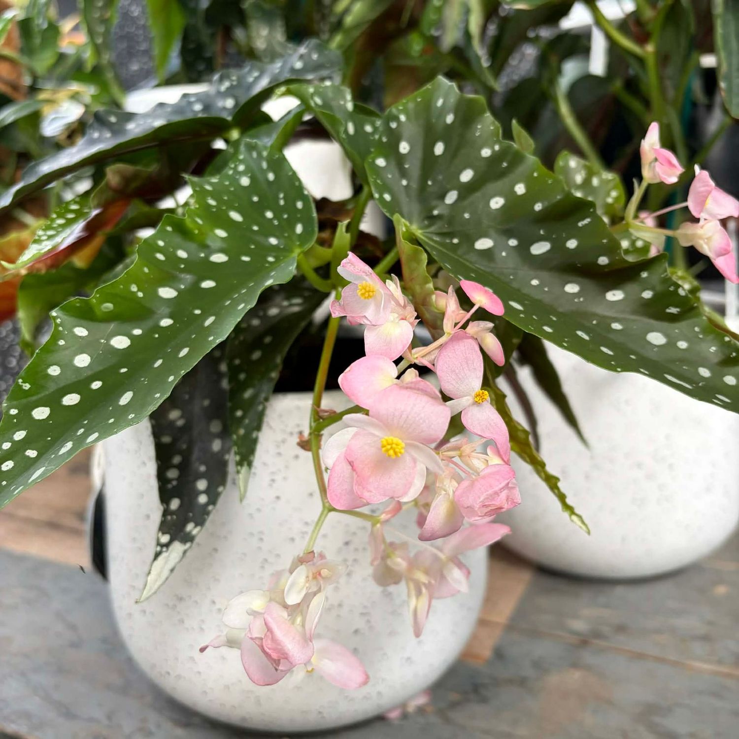 Begonia maculata in white fleck pot