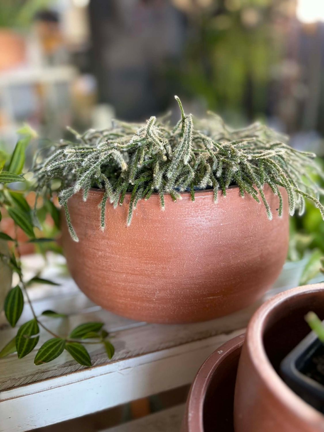 Rhipsalis in  bowl - Red Earth (23cm*13cm)