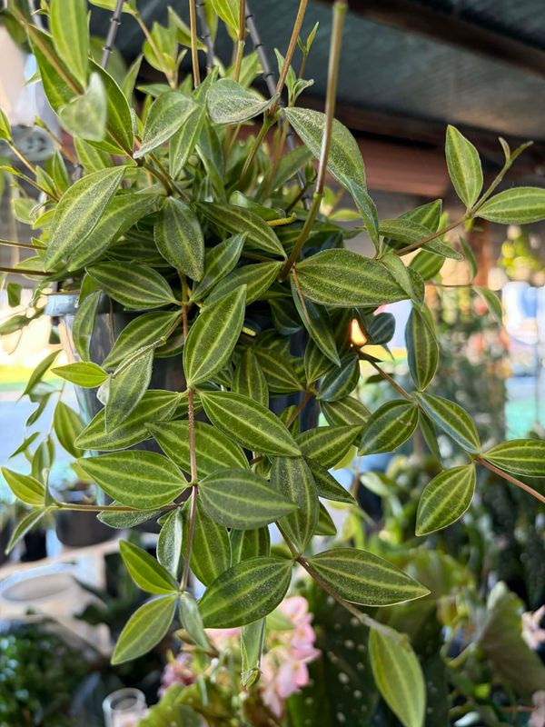 Diamond Peperomia in  bowl - Lemon (23cm*13cm)