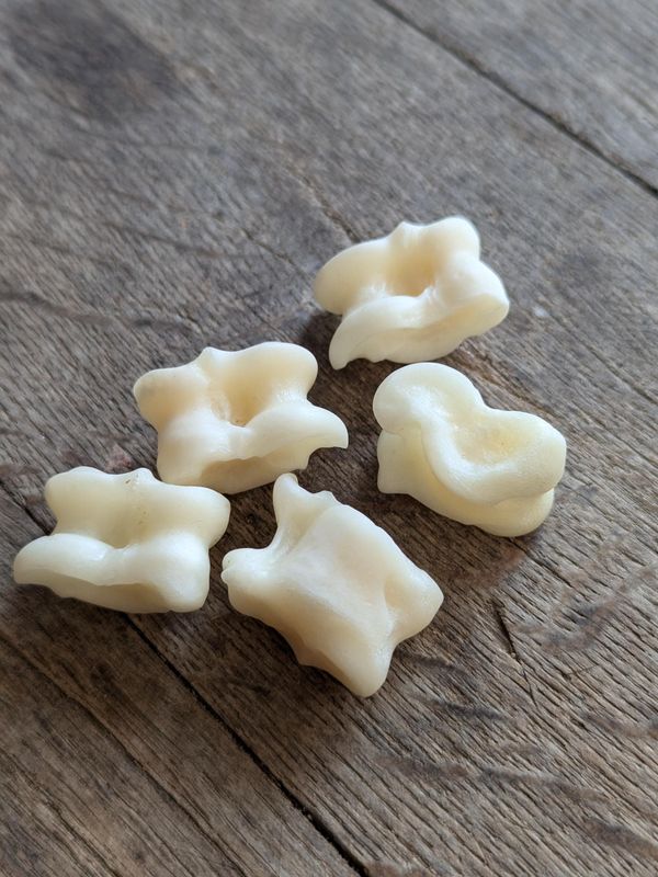 Astragale vom Reh aus dem Wurzelhaft-Shop