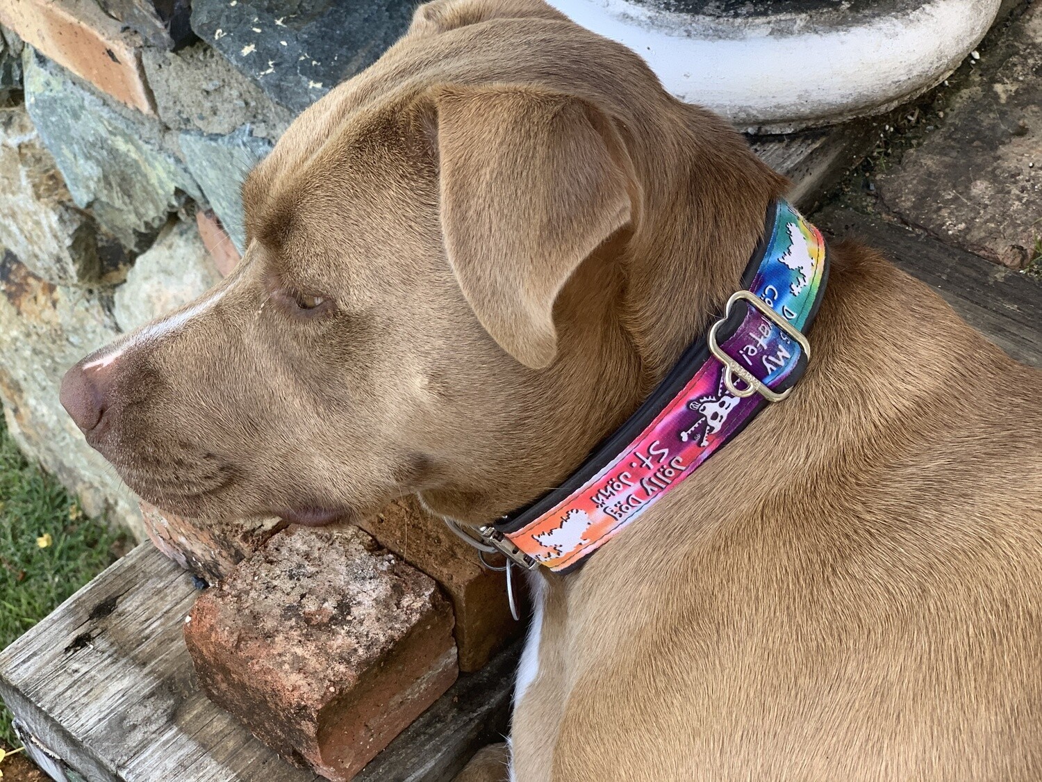 JD CYCLE DOG COLLAR