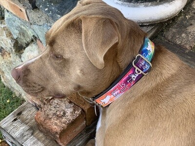JD CYCLE DOG COLLAR JD CYCLE DOG COLLAR