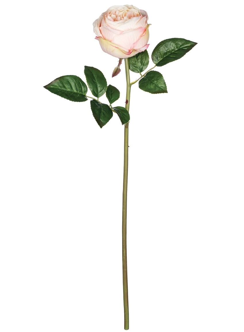 Cabbage Rose Stem - LSUL