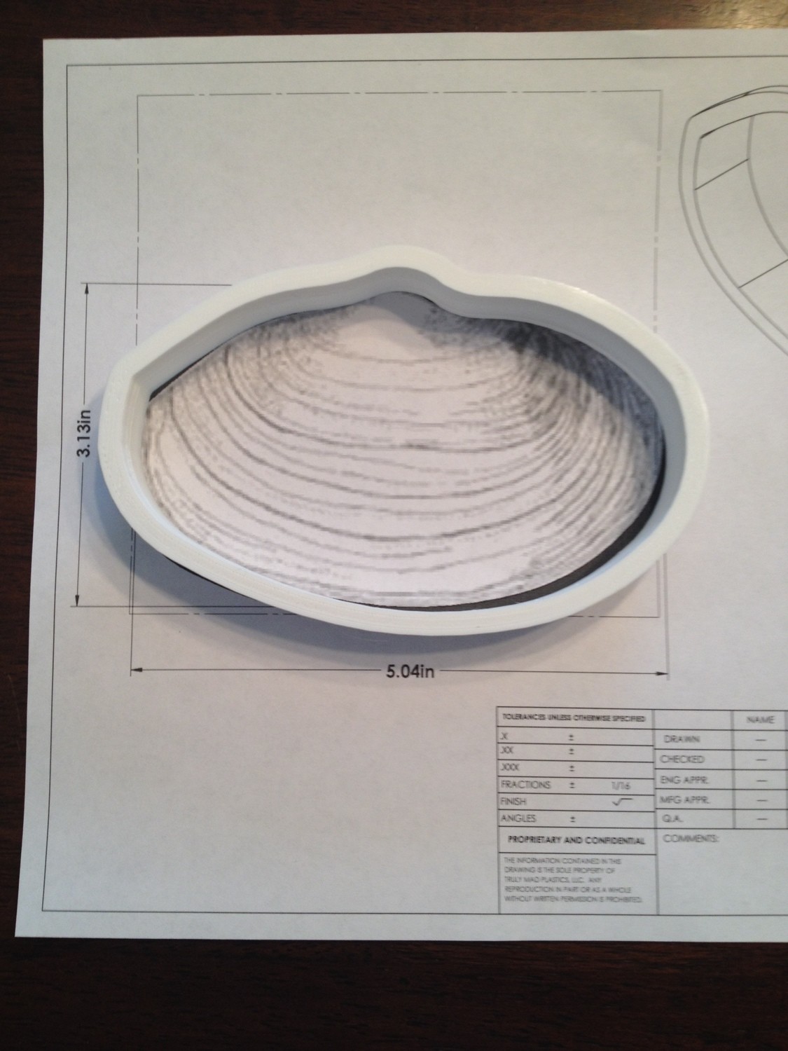 Clam 04 5&quot;