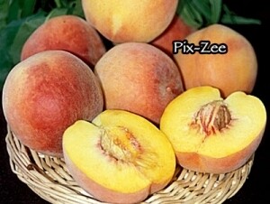 DWN Miniature Peach Pix Zee on Lovell $55.99