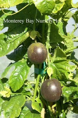 MBN 1Gal Passiflora eduli 'Nancy Garrison'