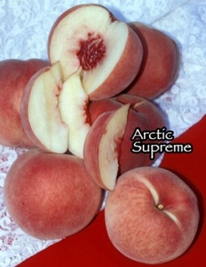 DWN White Peach Arctic Supreme on Citation 1/2" $56.99