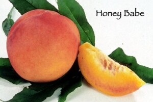 DWN Miniature Peach Honey Babe on Lovell $55.99